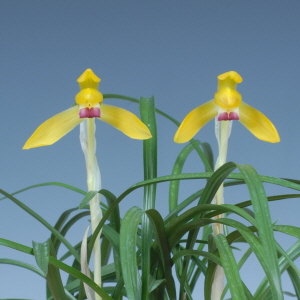 함평군수상 - 설진덕(황비)