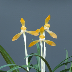 산림청장상 - 설진덕(태왕소)