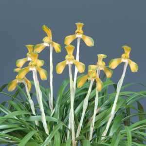 농림축산식품부 장관상 - 강응률(태극선)