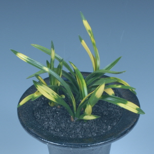 환경부 장관상 - 이은권(사계)