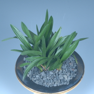 함평군의회 의장상 - 이완기(단엽)