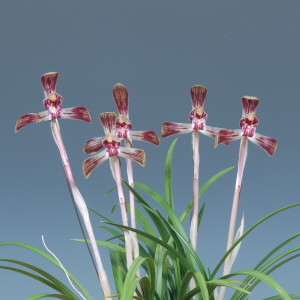 전라남도지사상 - 이완희(수채색설화)