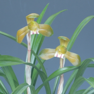 전라남도 교육감상 -김춘식(주금화)