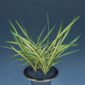 산림청장상 - 김원구(왕과 나)