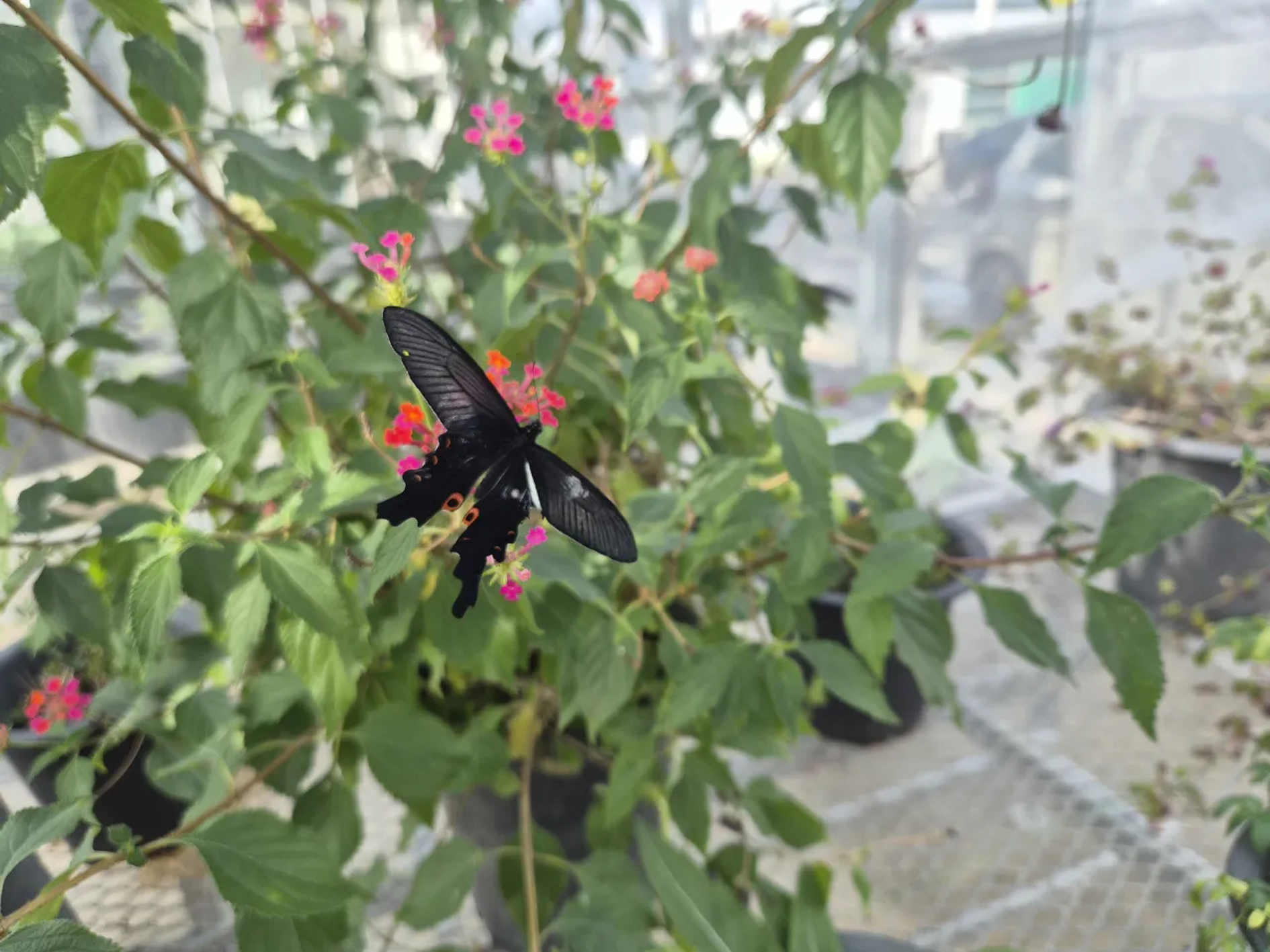 “함평은 이미 봄!” 입춘(立春) 맞아 긴꼬리제비나비의 힘찬 날갯짓 시작