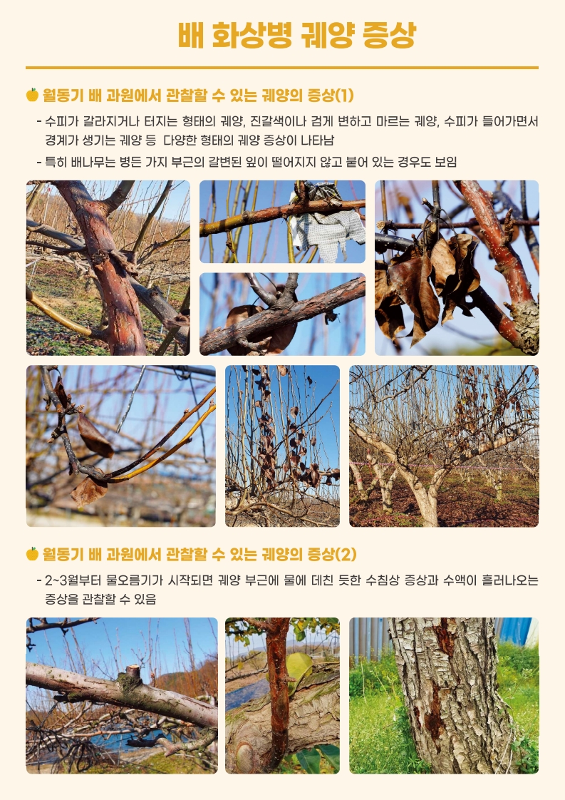 배 화상병 예방을 위한 궤양 제거 방법