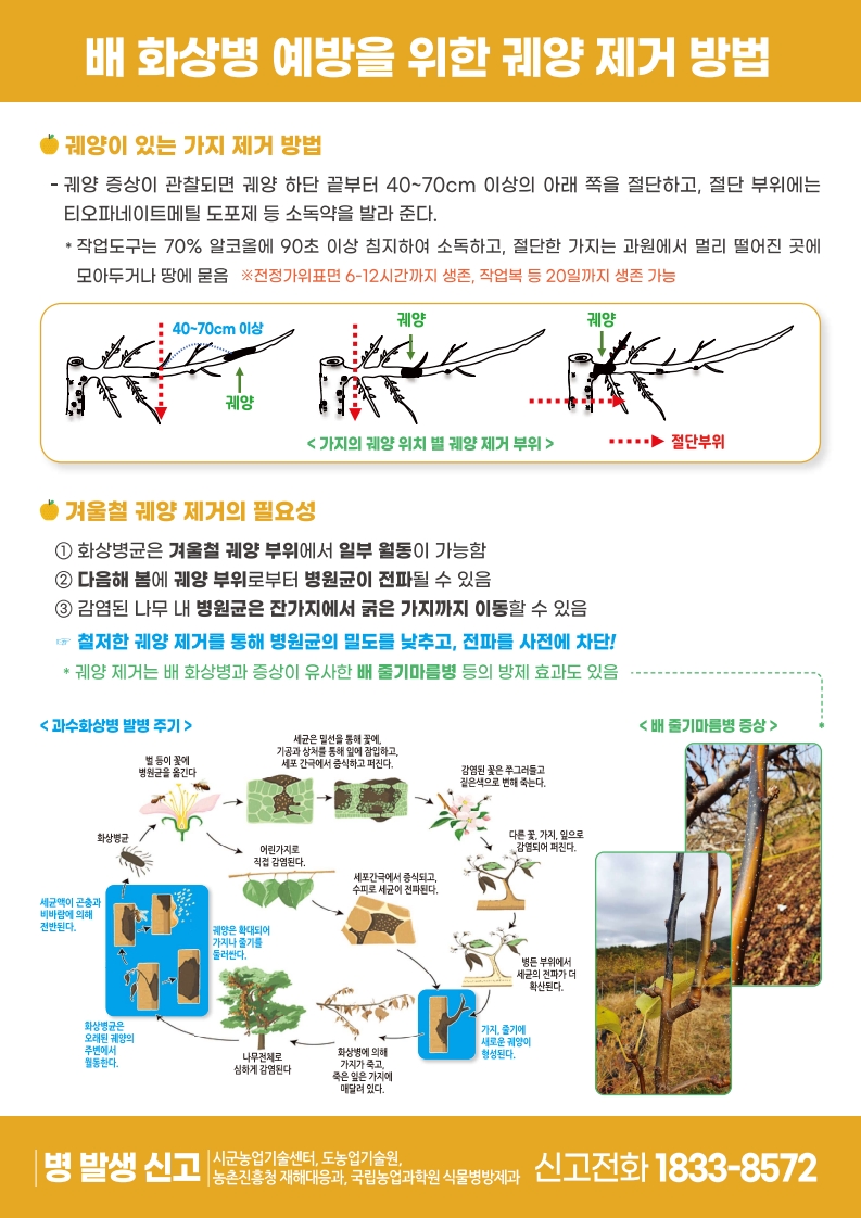 배 화상병 예방을 위한 궤양 제거 방법