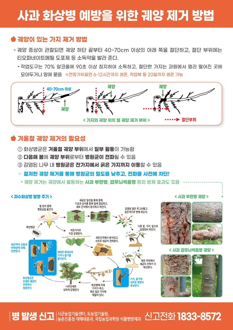 사과 화상병 예방을 위한 궤양 제거 방법