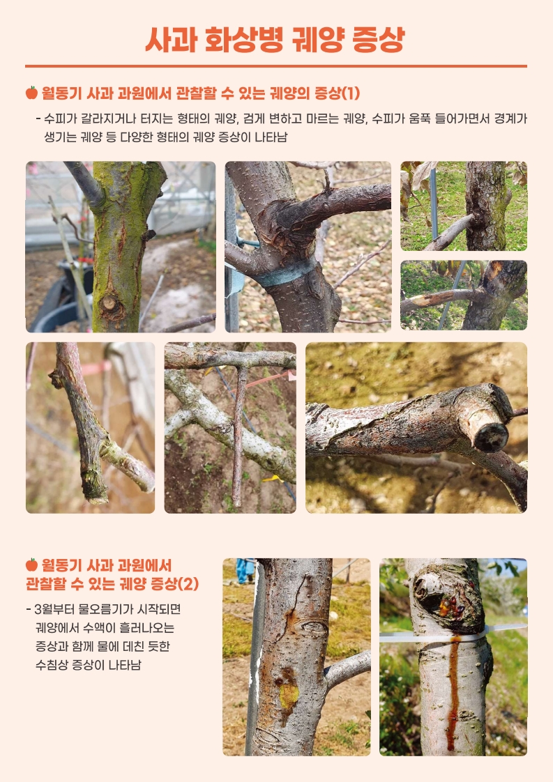 사과 화상병 예방을 위한 궤양 제거 방법