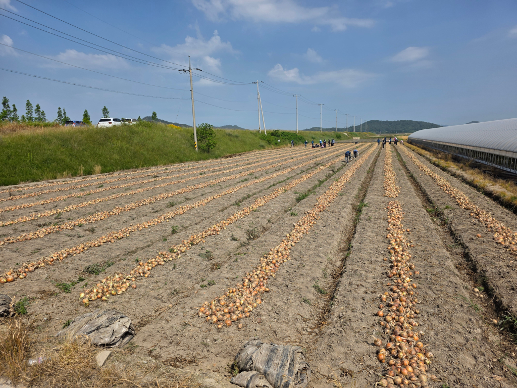 농번기철 농업기술센터 전직원 양파 일손돕기 떠~나요~
