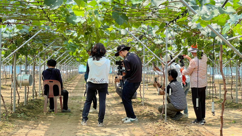 BK시들러스 포도를 아시나요?