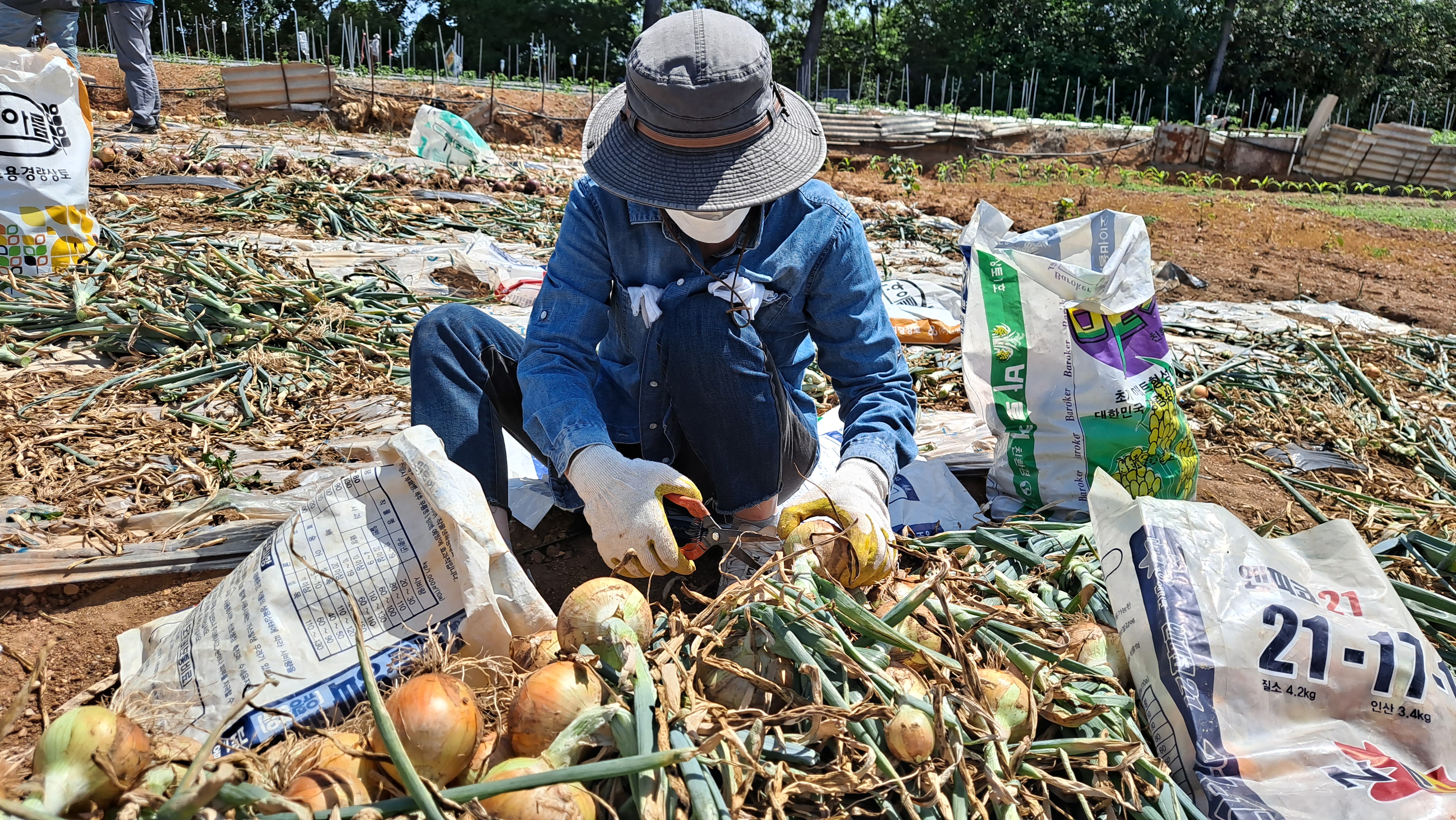 센터 직원 영농철 농촌일손돕기