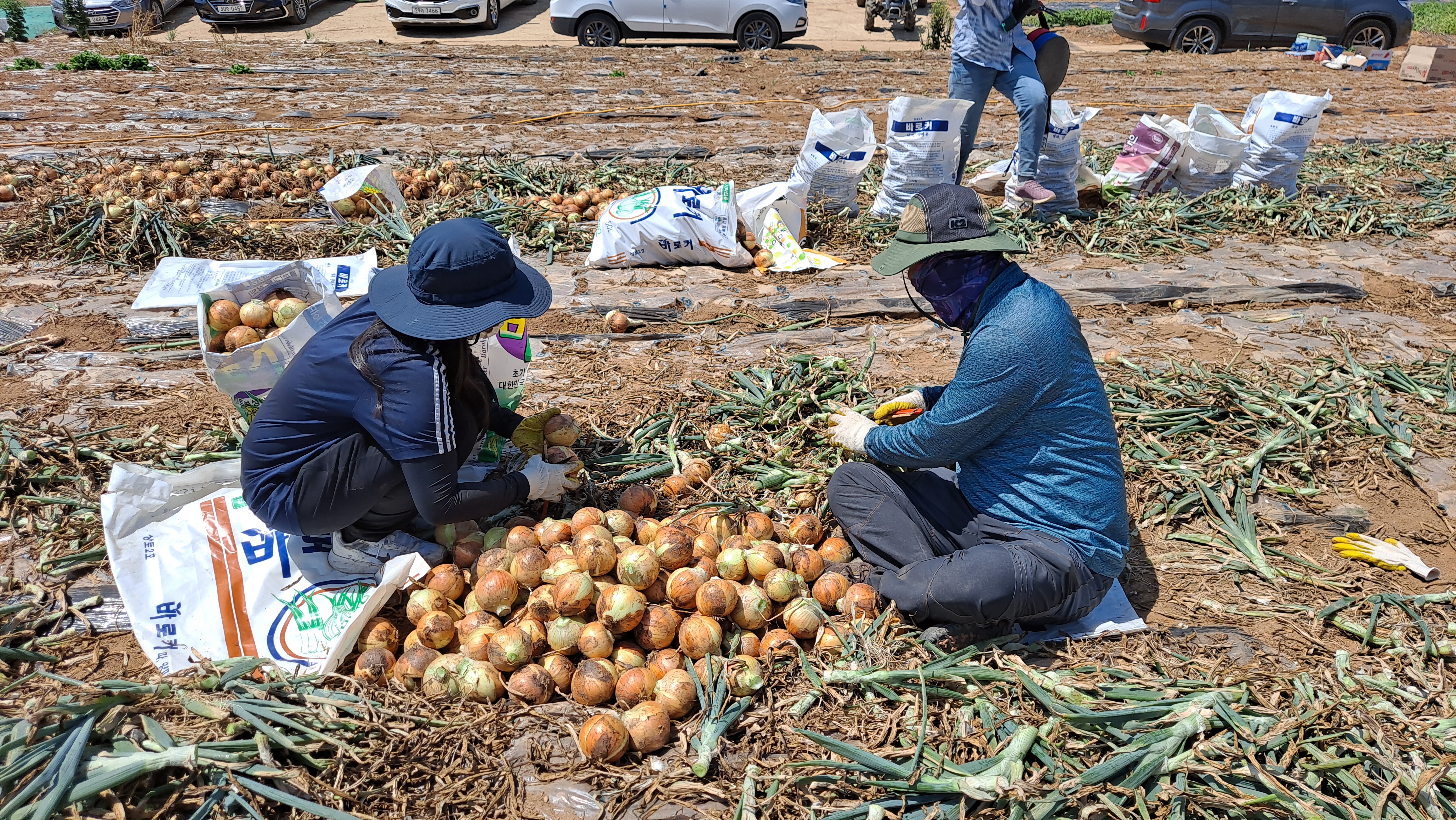 센터 직원 영농철 농촌일손돕기