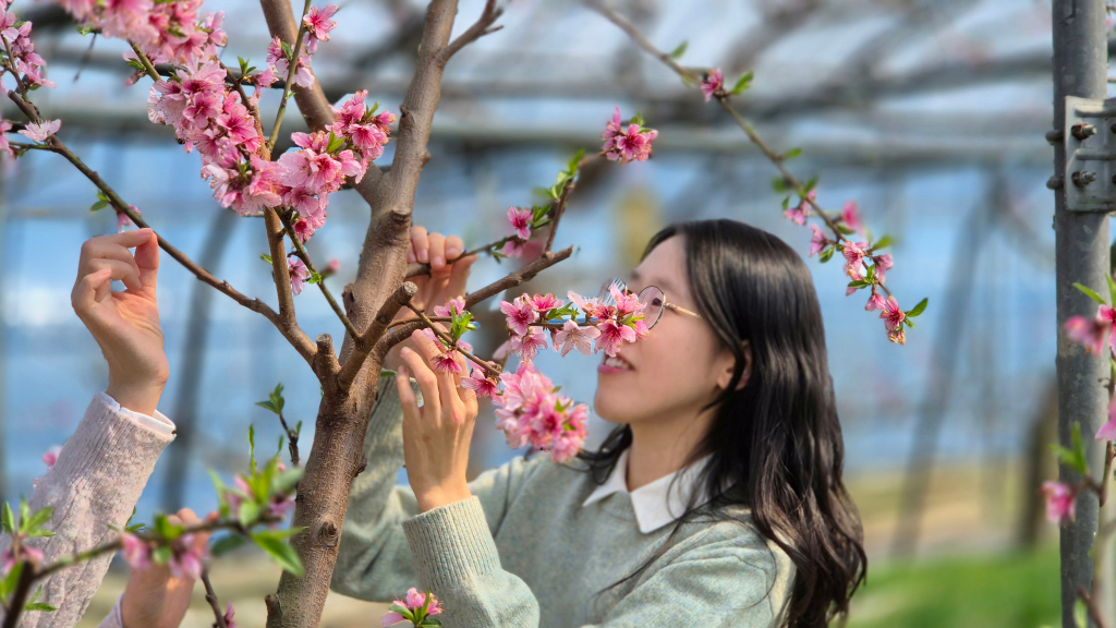 2025년 함평, 복사꽃이 봄을 알립니다.