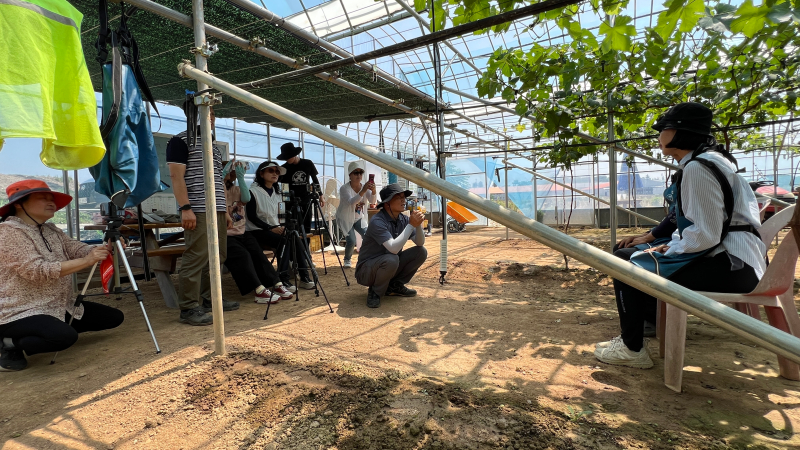 BK시들러스 포도를 아시나요?