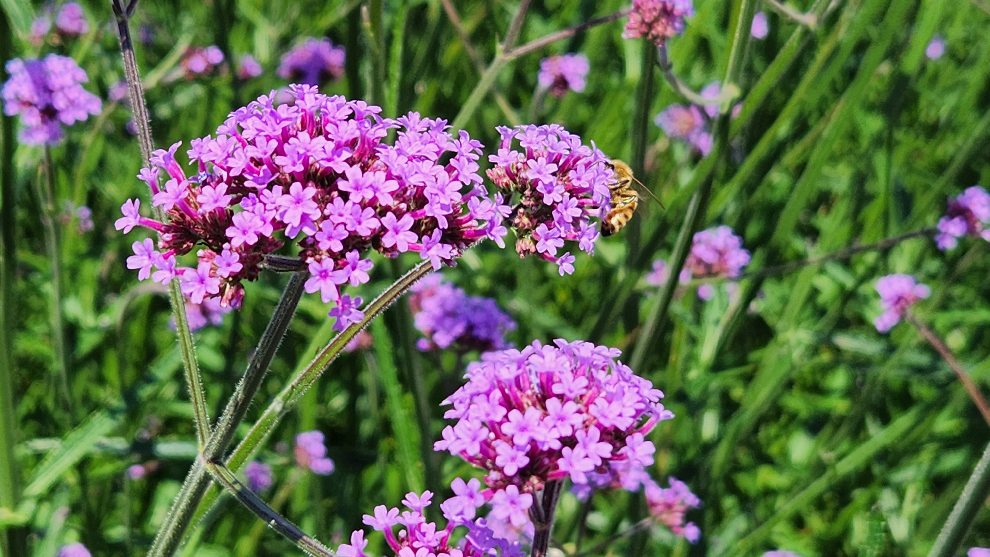 손불 안악 "해름愛언덕"
