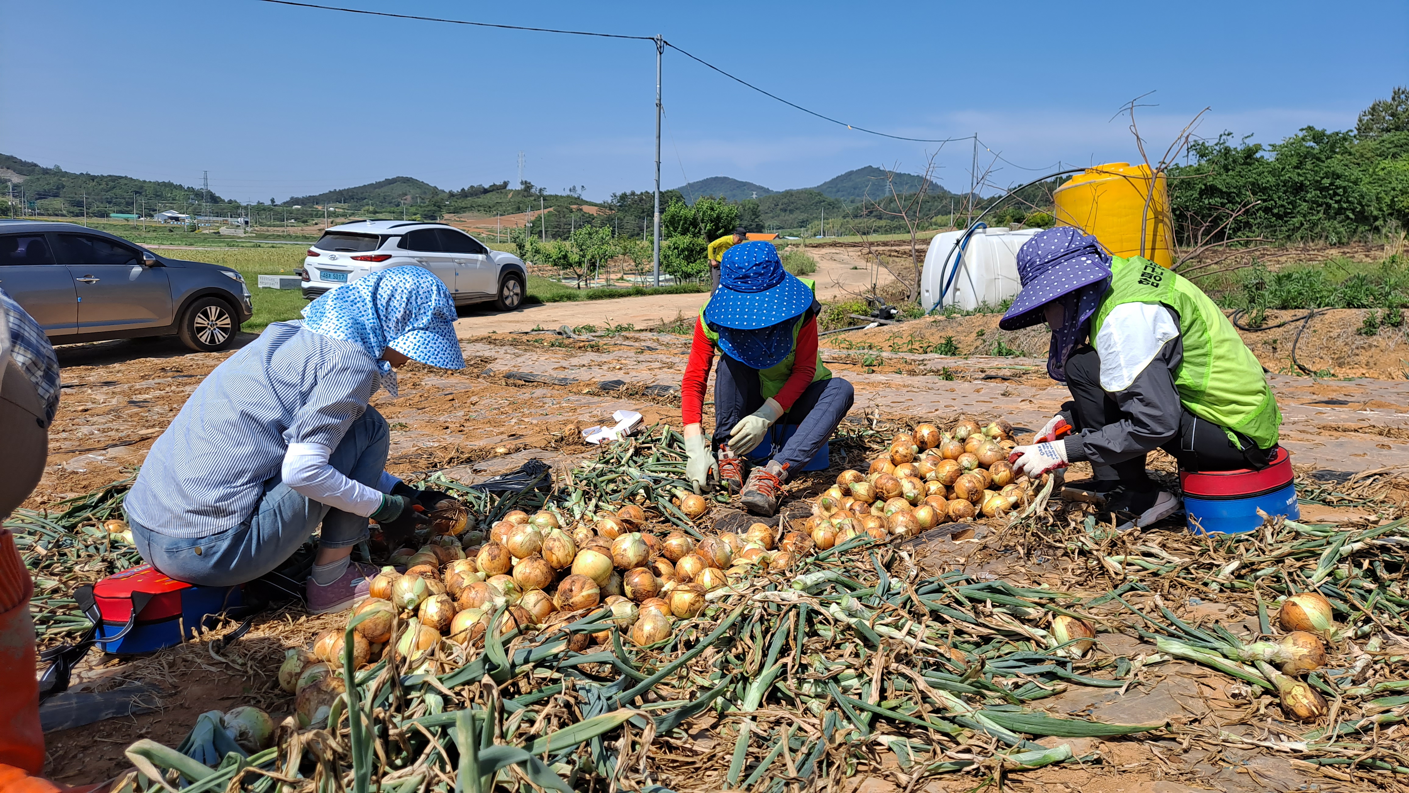 센터 직원 영농철 농촌일손돕기
