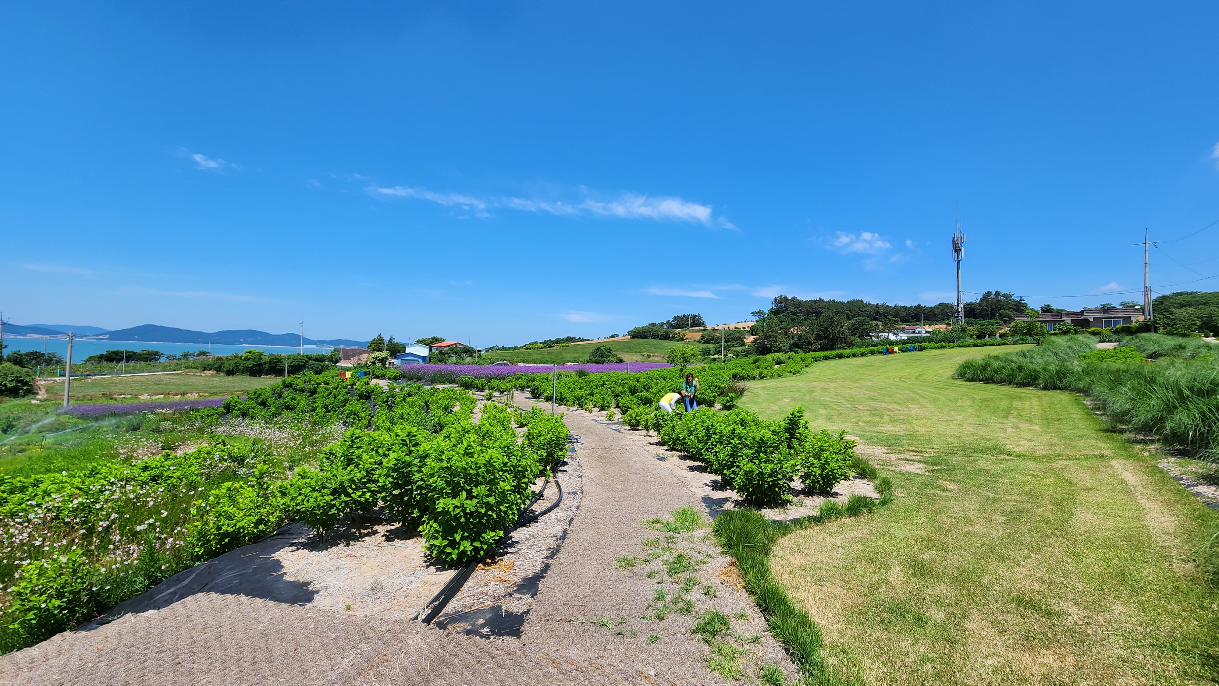 손불 안악 "해름愛언덕"