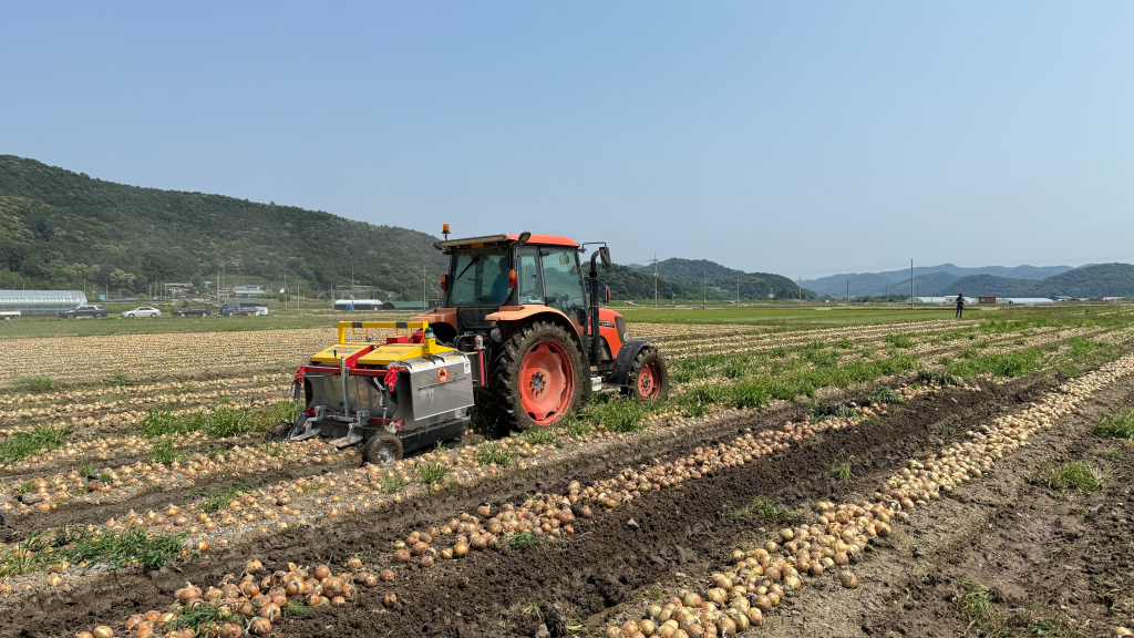 양파 기계재배 수확 연시회