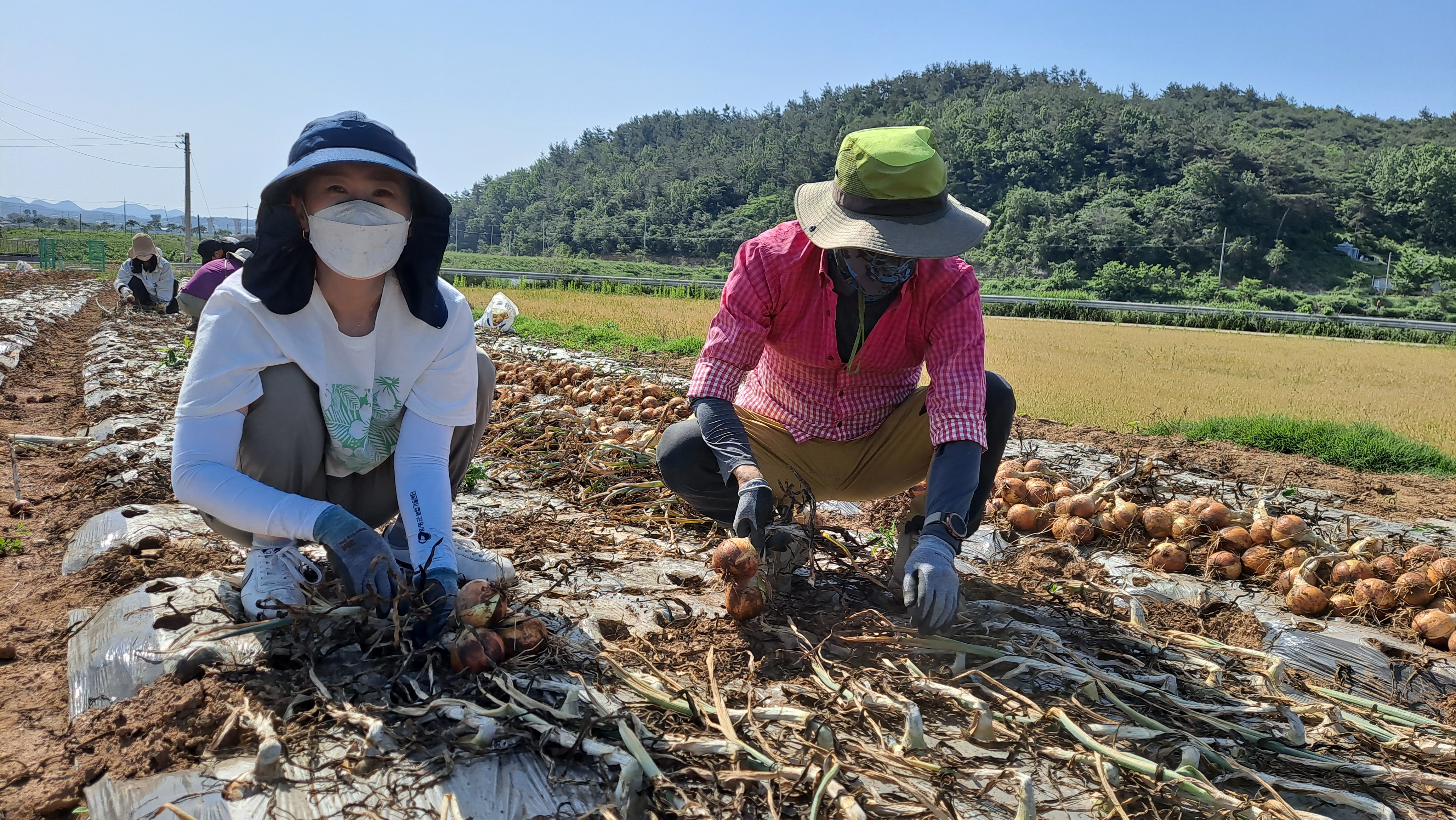 센터 직원 영농철 농촌일손돕기