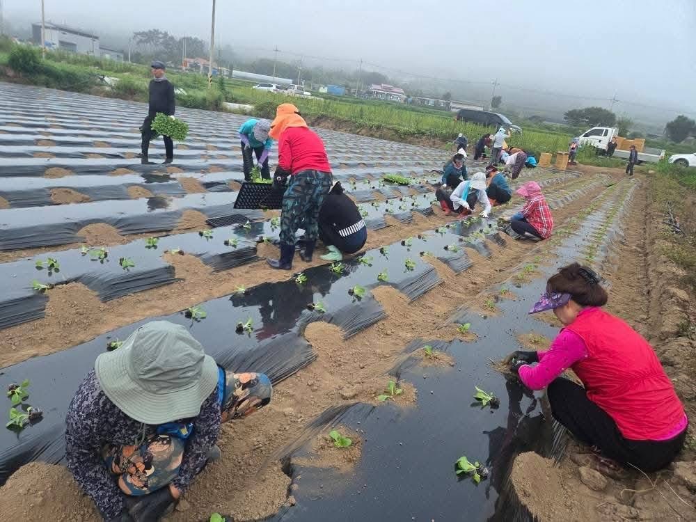 한농연·한여농 함평군연합회, 연말 김장나눔 위한 배추 정식 실시