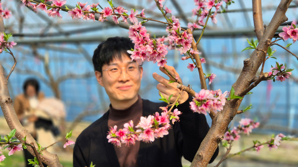 2025년 함평, 복사꽃이 봄을 알립니다.