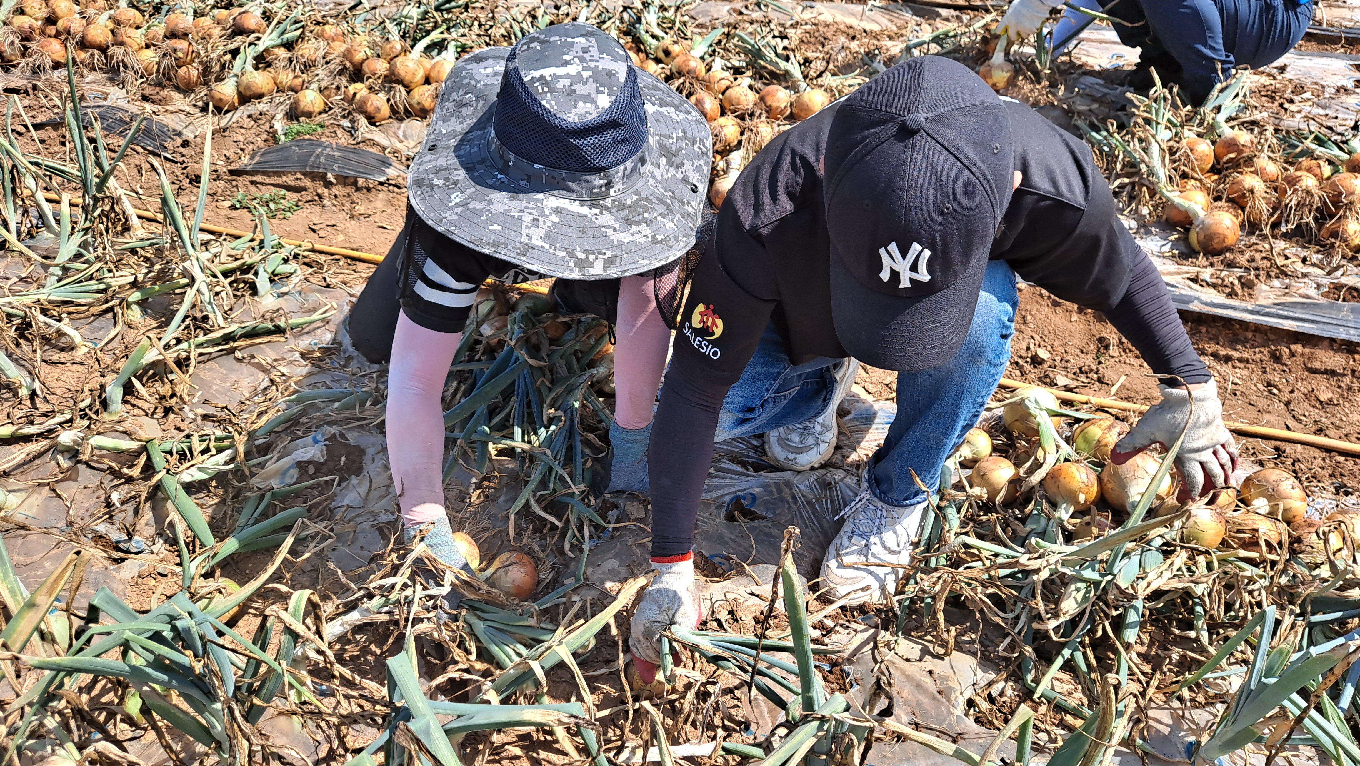 센터 직원 영농철 농촌일손돕기