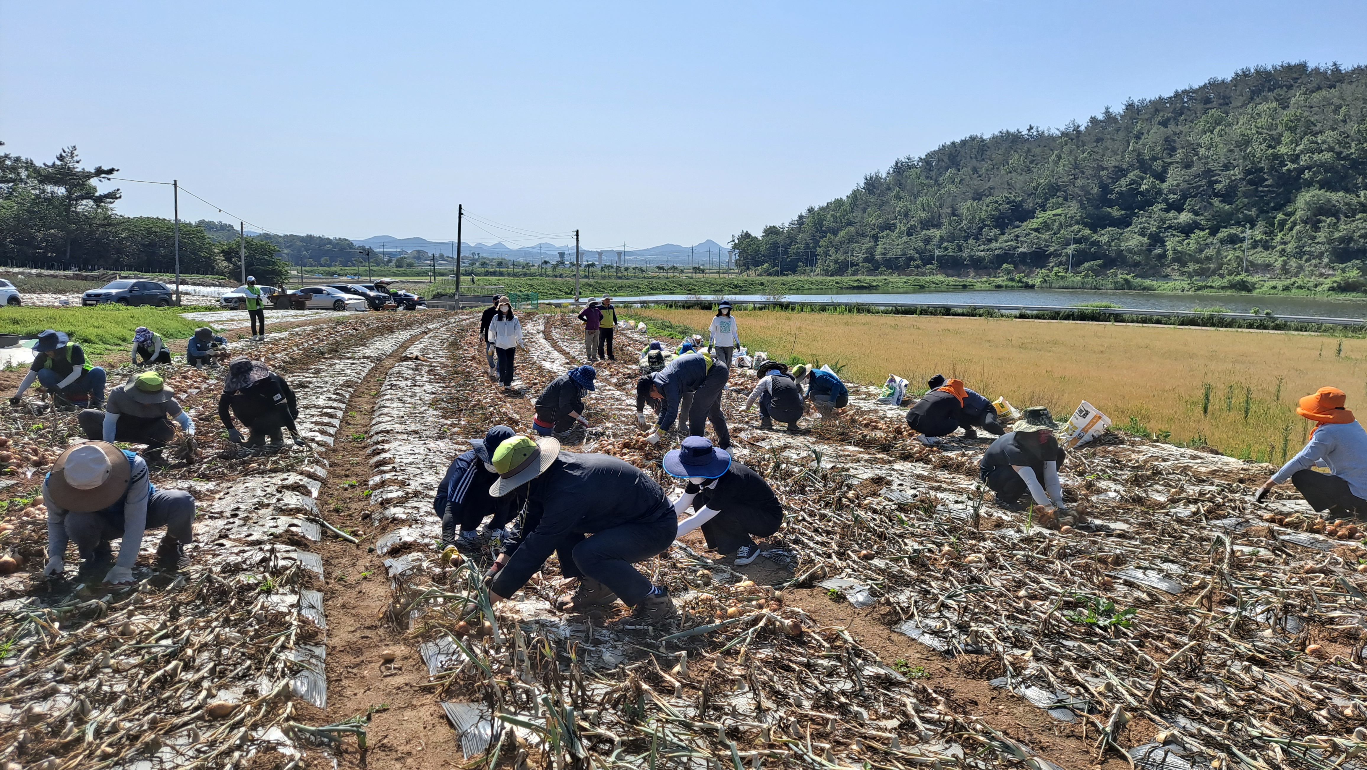 센터 직원 영농철 농촌일손돕기