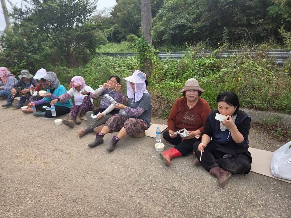한농연·한여농 함평군연합회, 연말 김장나눔 위한 배추 정식 실시