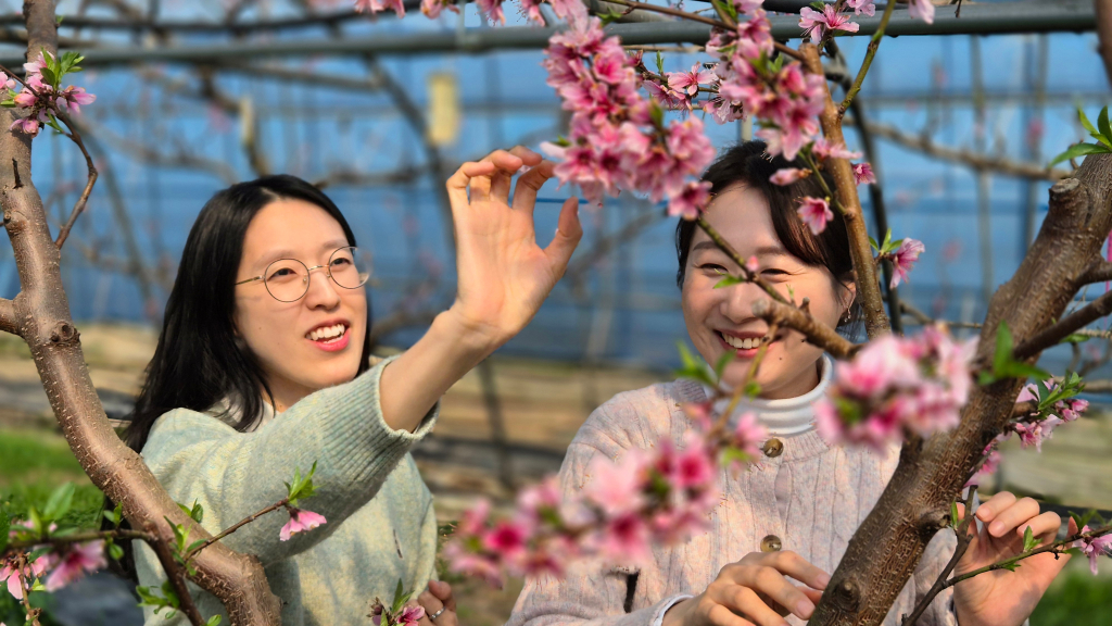 2025년 함평, 복사꽃이 봄을 알립니다.