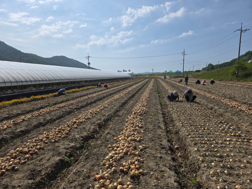 농번기철 농업기술센터 전직원 양파 일손돕기 떠~나요~