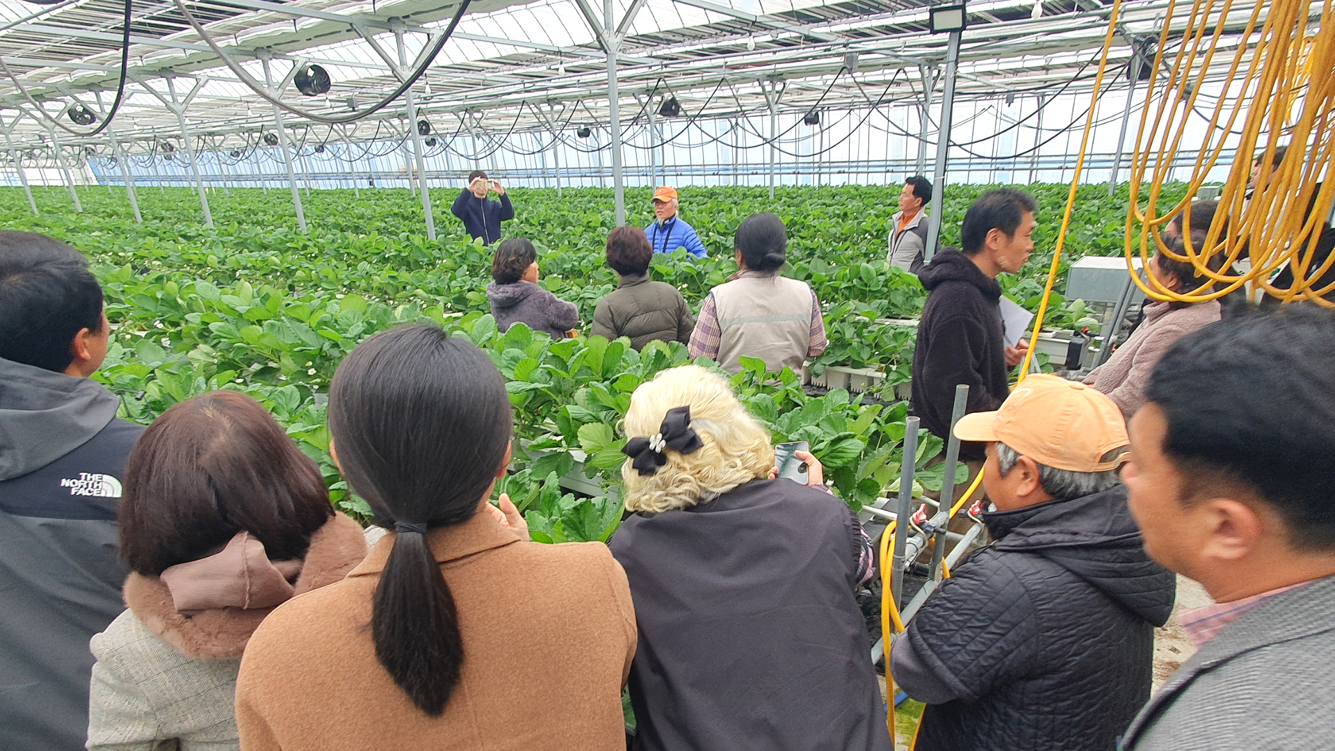 딸기 전남 TOP경영모델 실용화사업 연시회