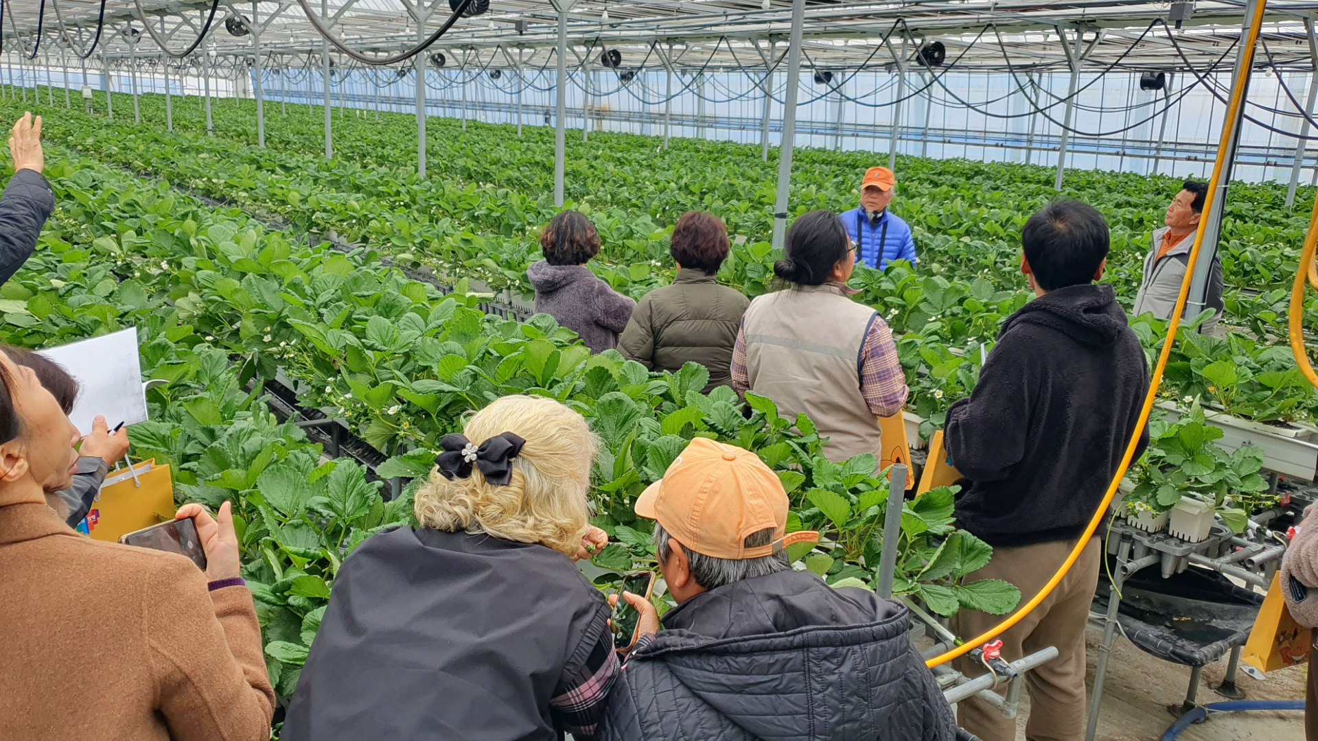 딸기 전남 TOP경영모델 실용화사업 연시회