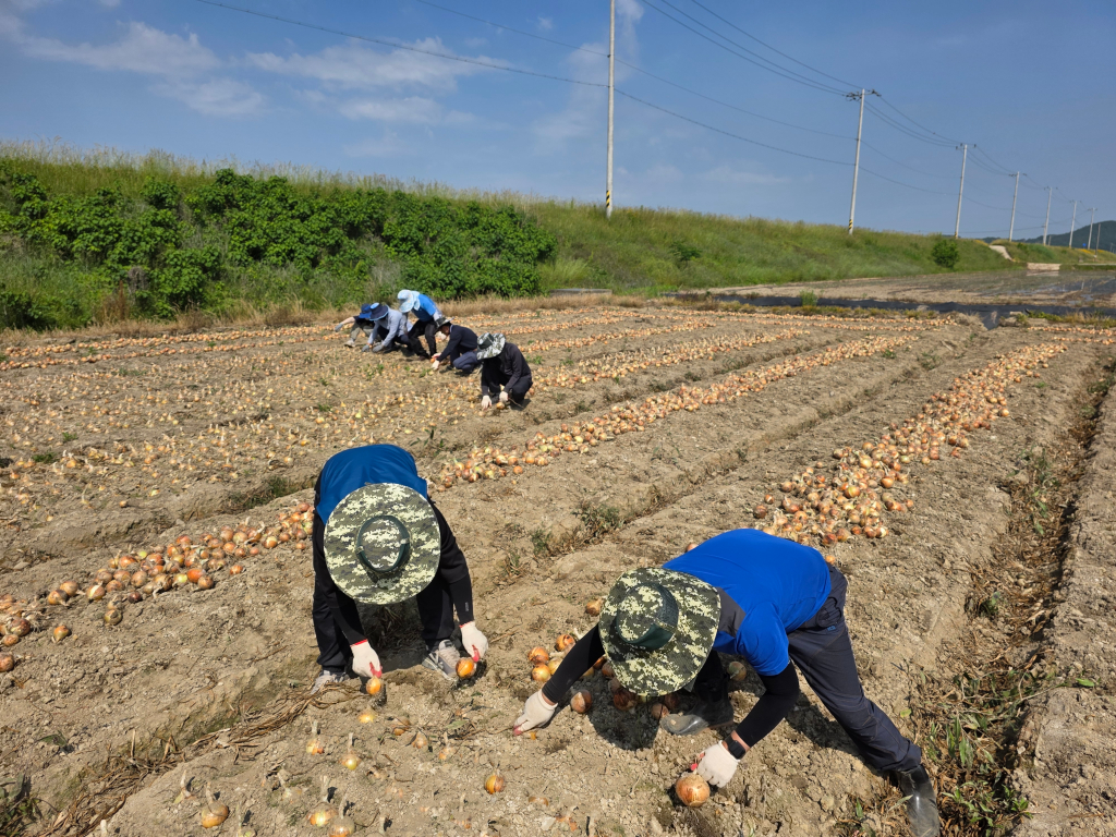 농번기철 농업기술센터 전직원 양파 일손돕기 떠~나요~