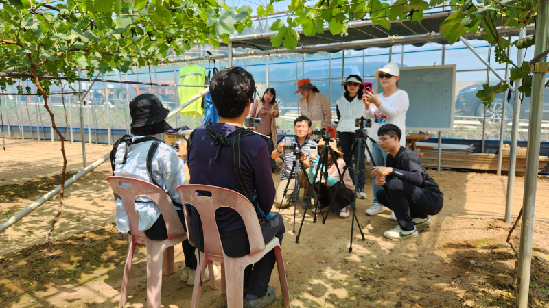 BK시들러스 포도를 아시나요?