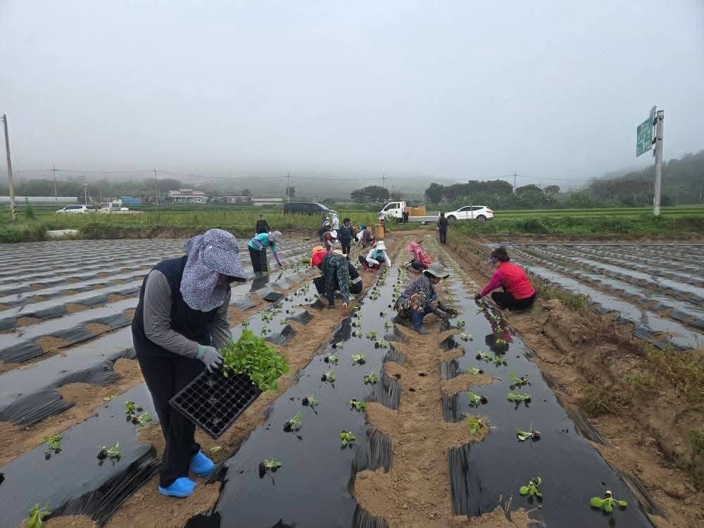 한농연·한여농 함평군연합회, 연말 김장나눔 위한 배추 정식 실시