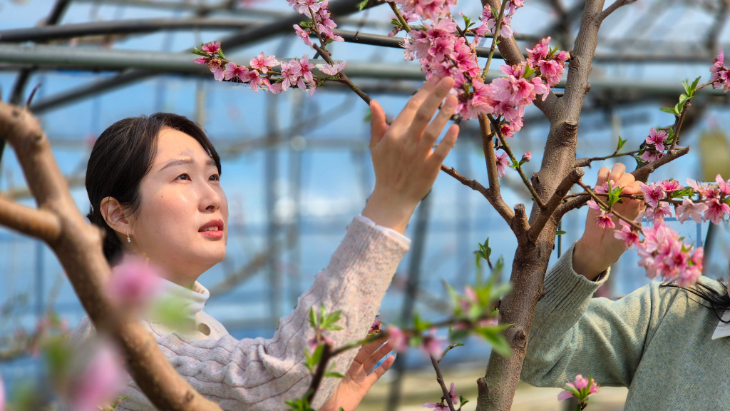 2025년 함평, 복사꽃이 봄을 알립니다.
