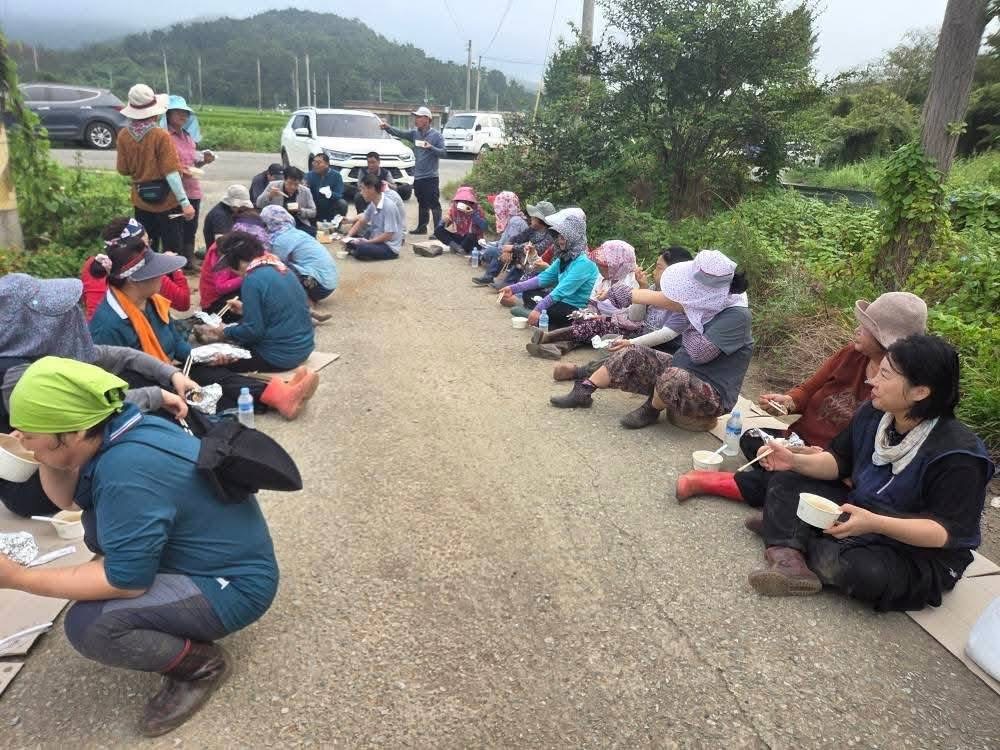 한농연·한여농 함평군연합회, 연말 김장나눔 위한 배추 정식 실시
