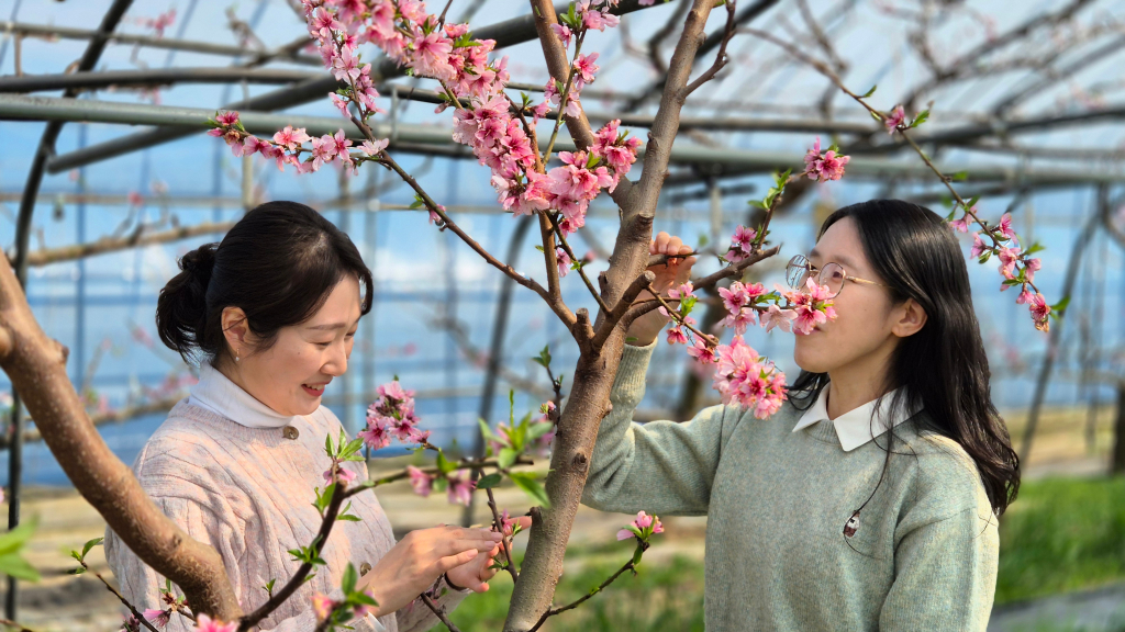 2025년 함평, 복사꽃이 봄을 알립니다.