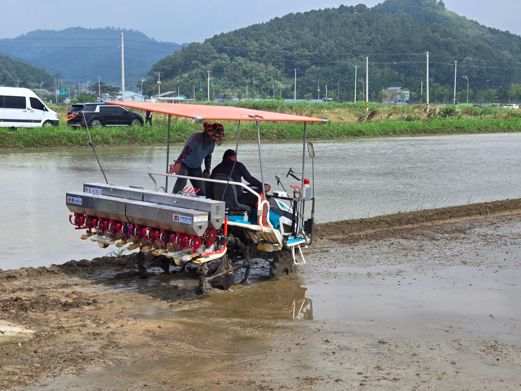 벼(가루쌀) 직파재배 시연회