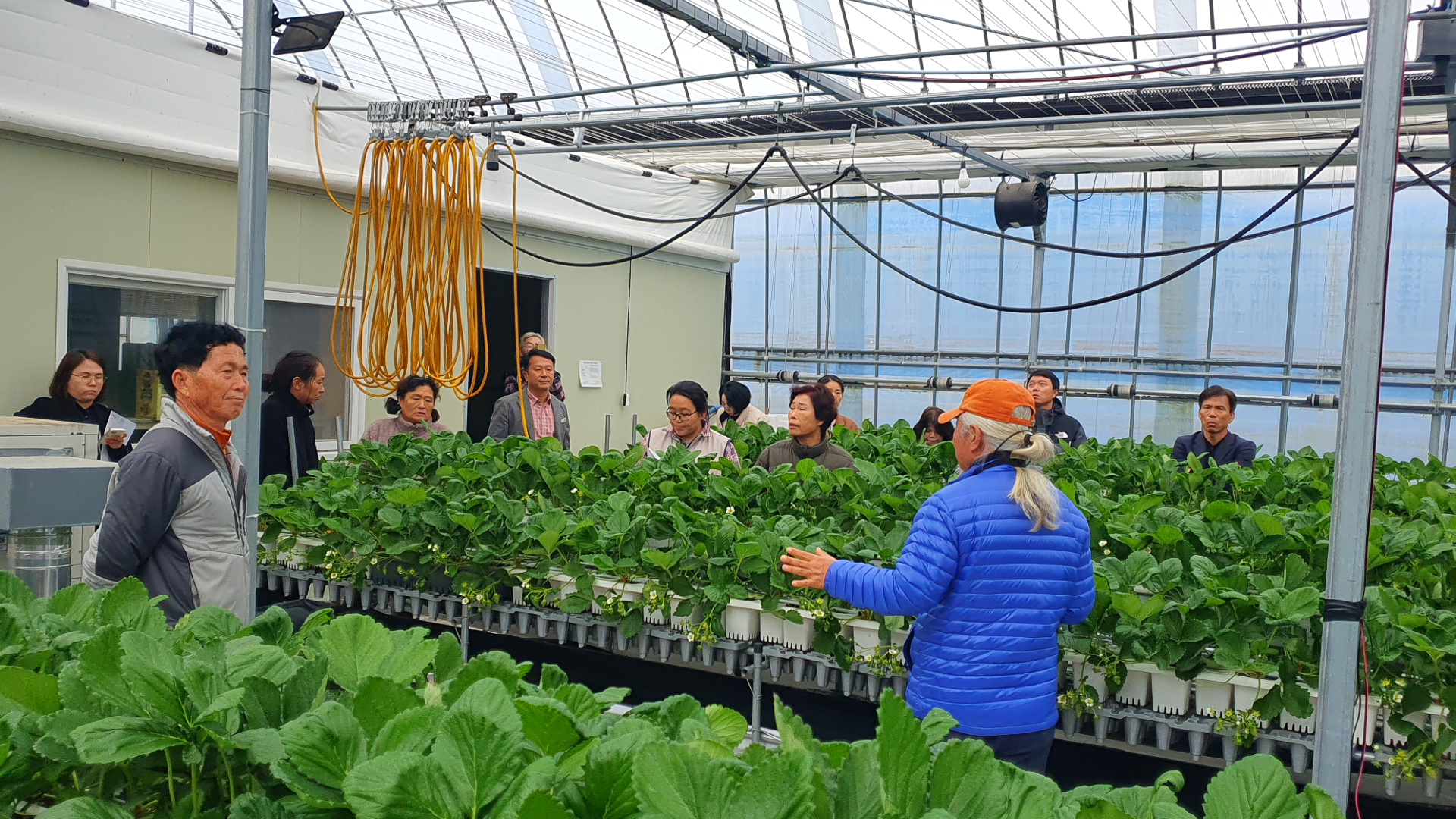 딸기 전남 TOP경영모델 실용화사업 연시회