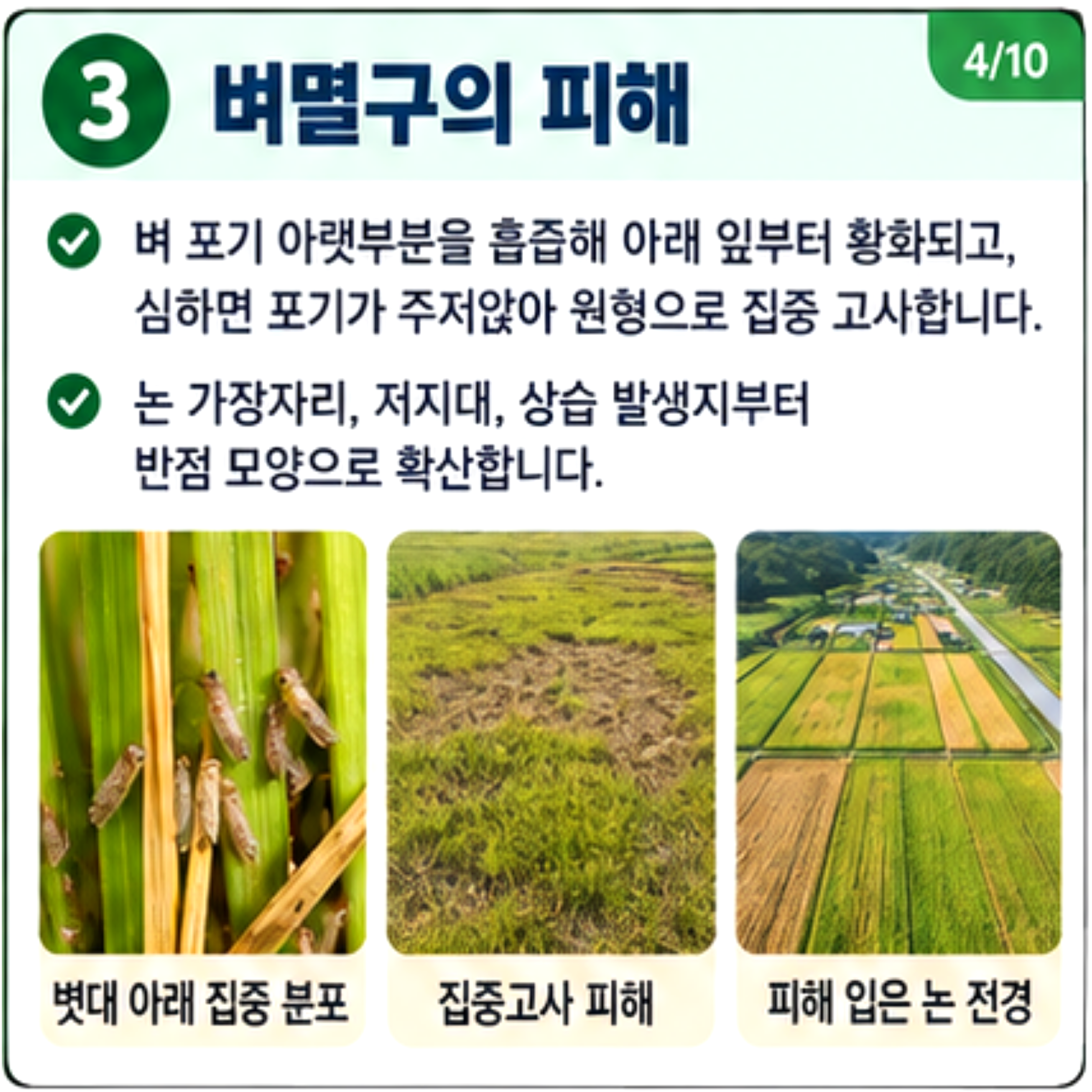 벼멸구 발생동향 및 방제기술