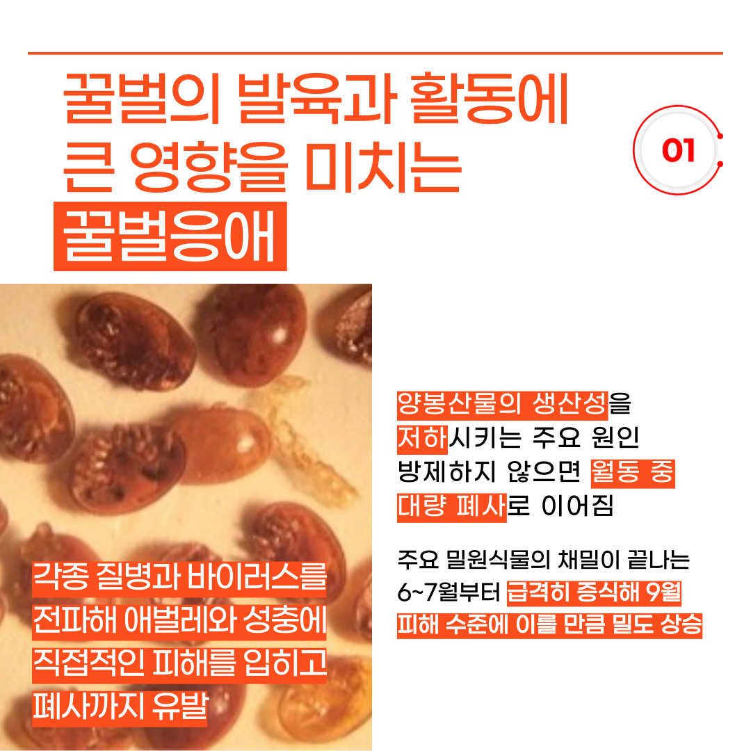 꿀벌응애 방제 철저 당부 고온 지속에 피해 우려