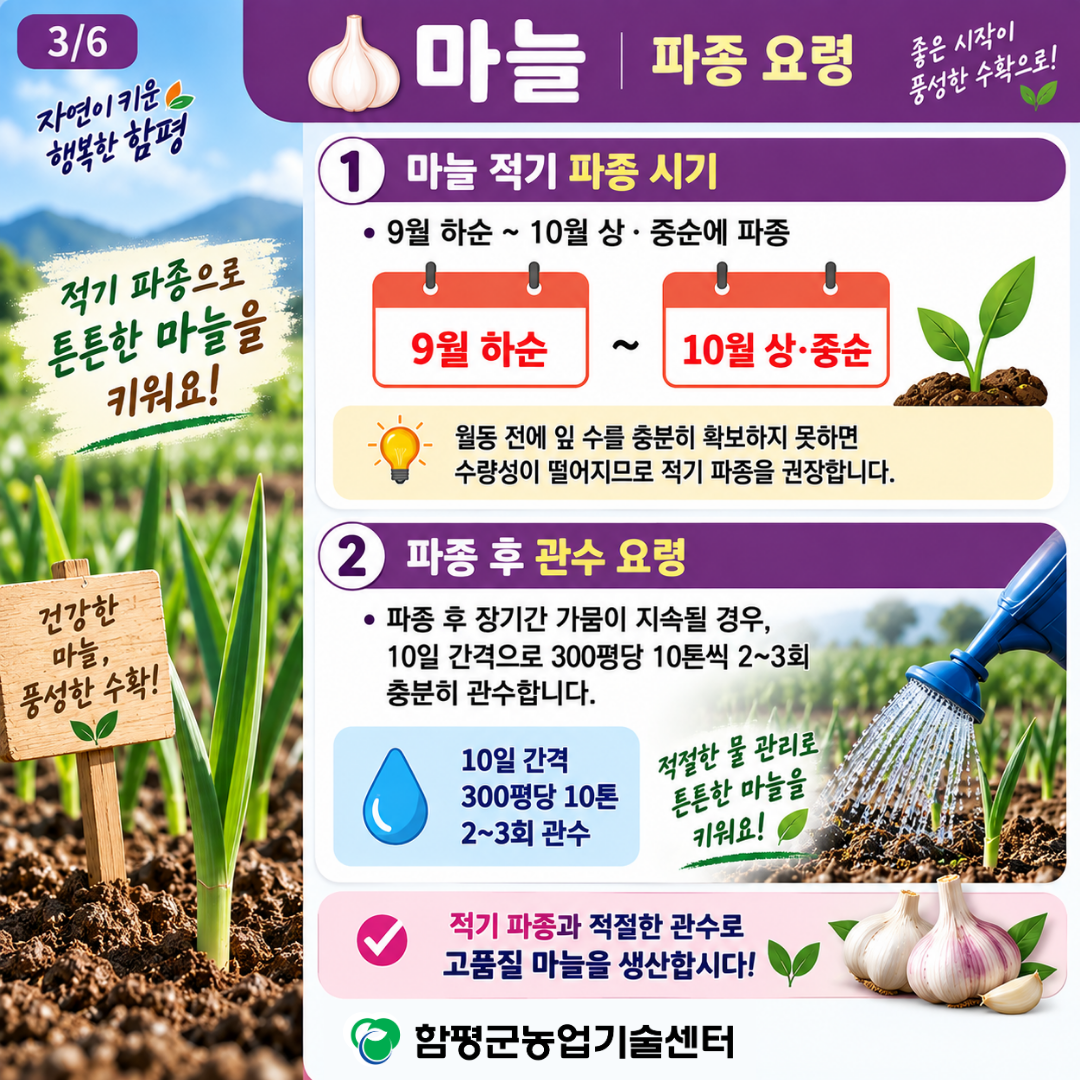 9월 마늘, 양파 적기 파종 및 정식 요령