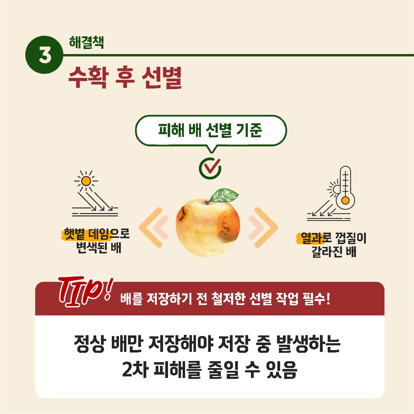 배햇볕데임피해 수확후저장
