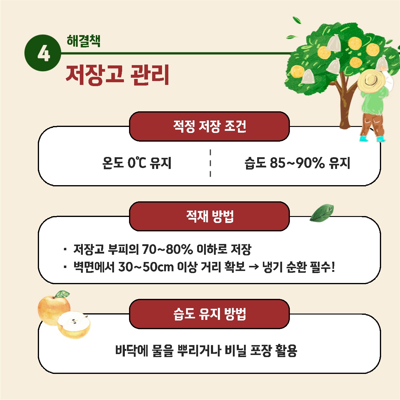배햇볕데임피해 수확후저장