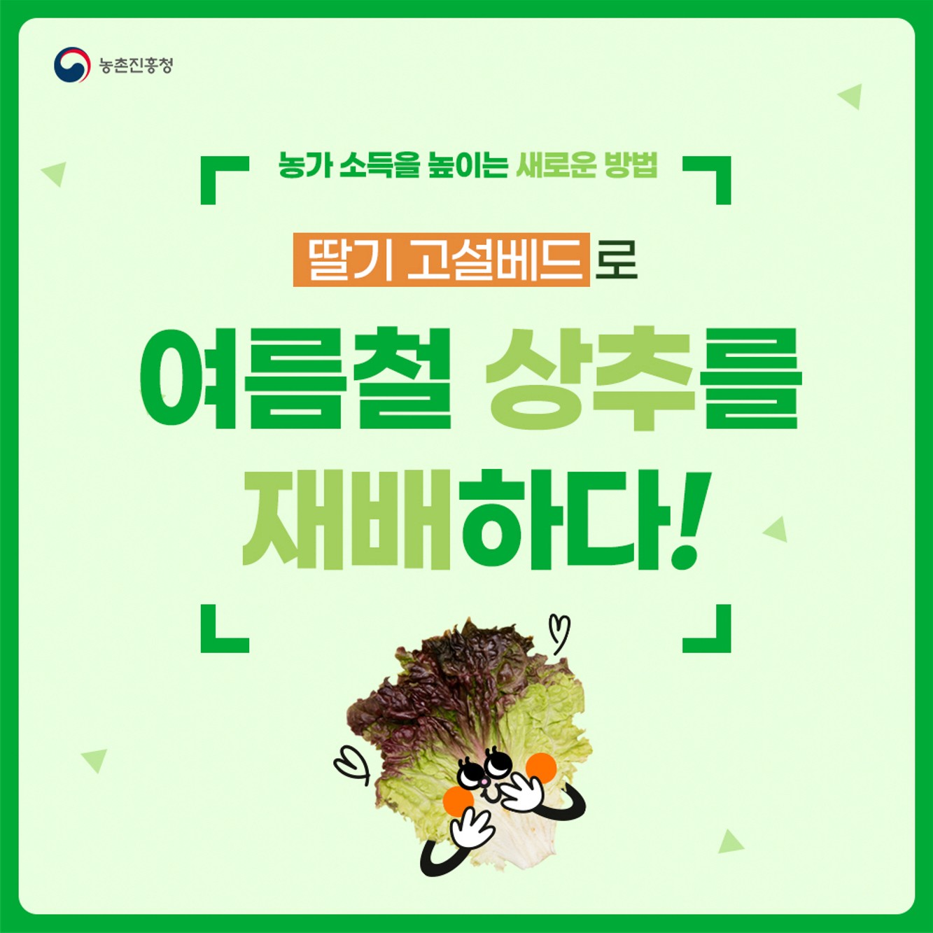 농가 소득을 높이는 새로운 방법 딸기 고설배드로 여름철 상추를 재배하다!