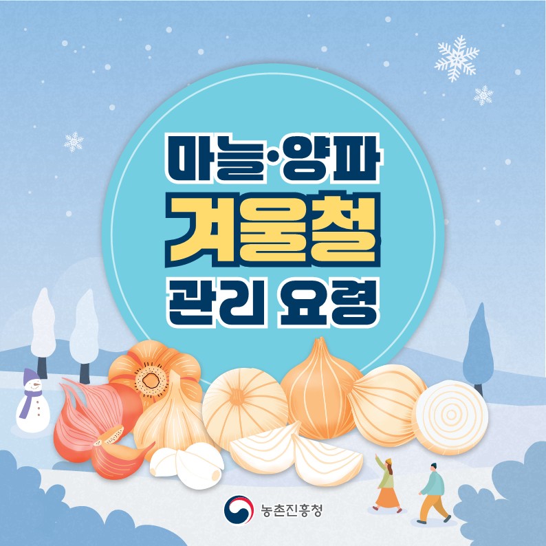 마늘·양파 겨울철 관리 요령