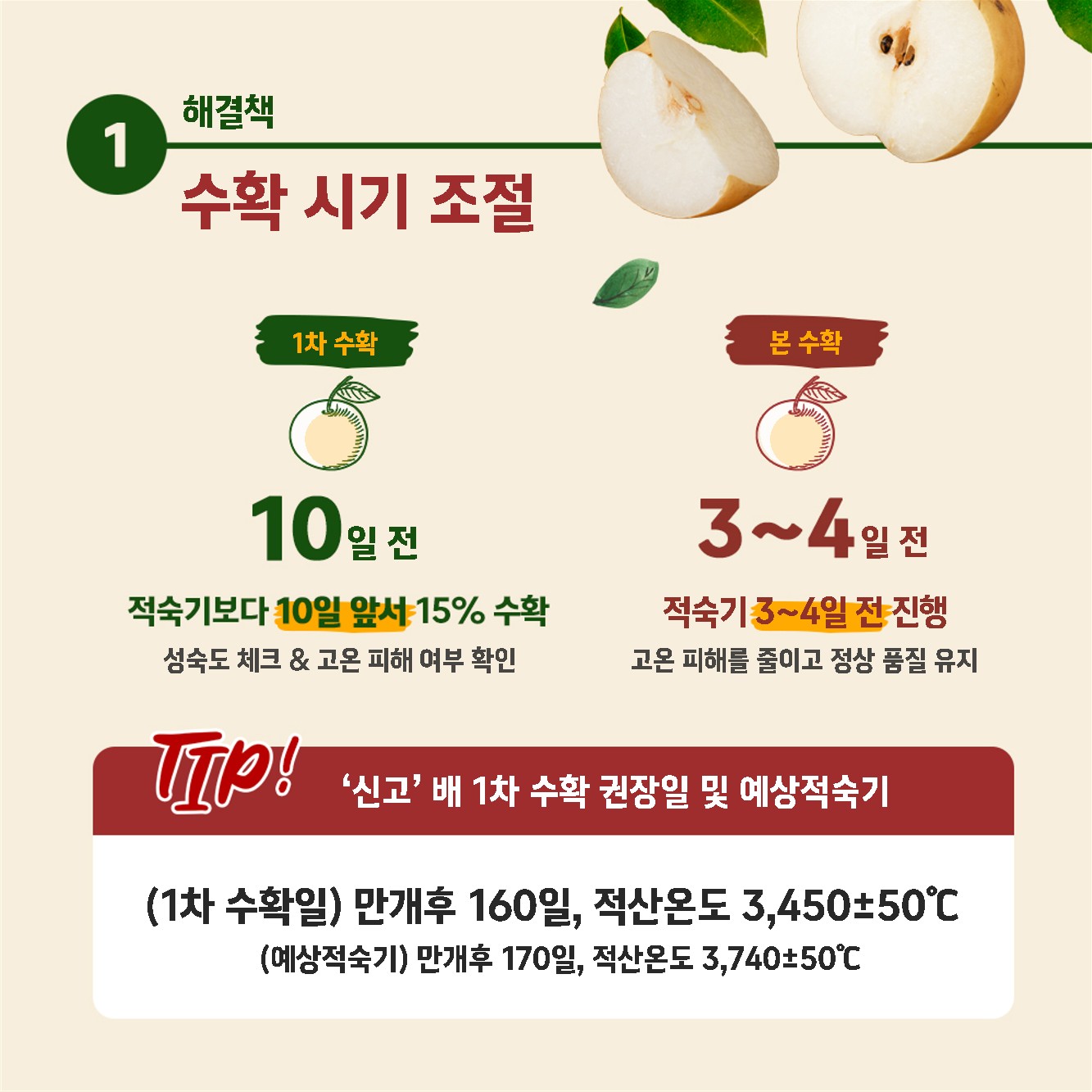 배햇볕데임피해 수확후저장