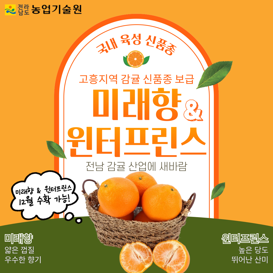 고흥지역에 감귤 신품종 '미래향', '윈트프린스' 보급